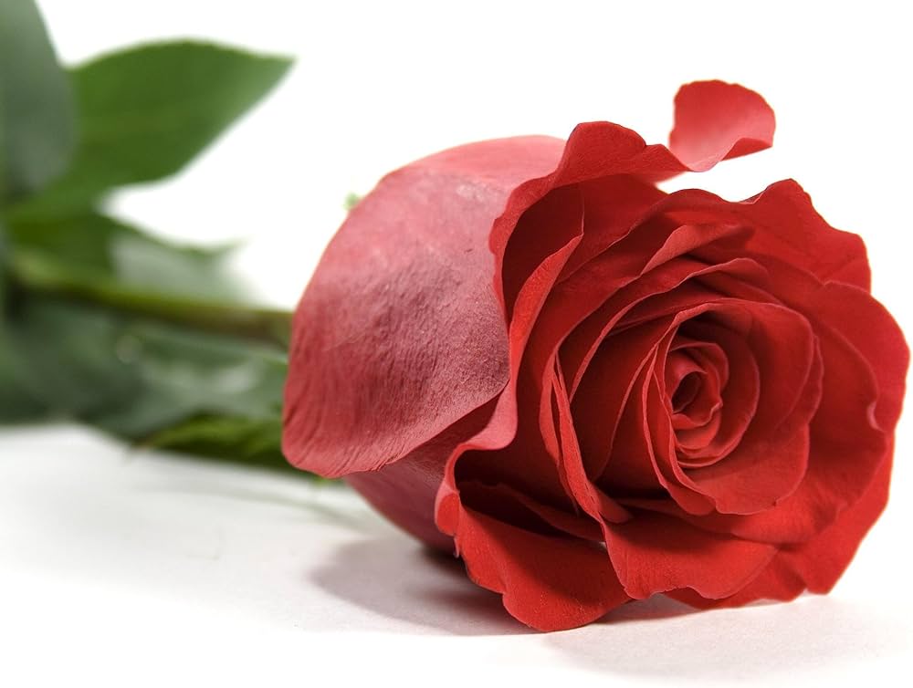 Rare Rose Flower Seeds (Rosa spp.) for Bonsai and Garden Ornamental Planting