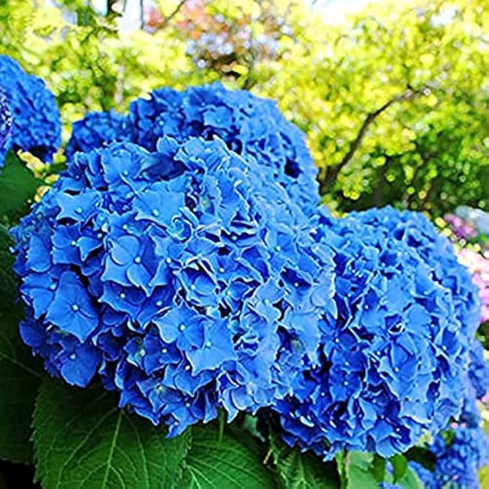 for Navy Blue white HYDRANGEA RARE flower exotic bush plant Seller Seeds – Heirloom, Non-GMO, High Germination Organic Garden Seeds