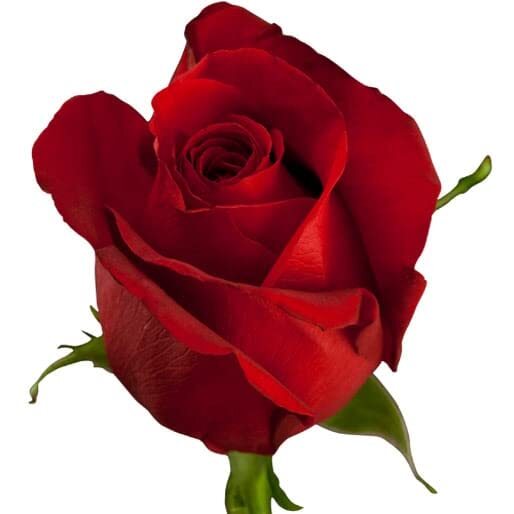 Rare Rose Flower Seeds (Rosa spp.) for Bonsai and Garden Ornamental Planting