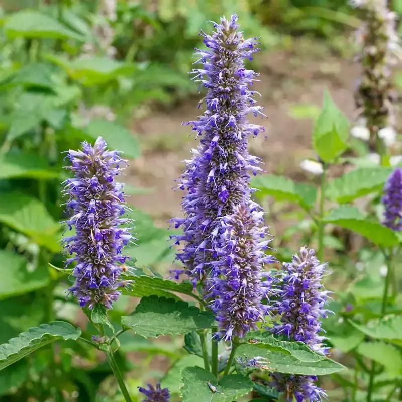 Violet Giant Hyssop Plant Seeds for Planting, NON GMO Seeds Dhara Seeds