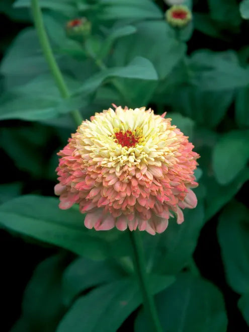 Zinnia Seeds - Zinderella Peach