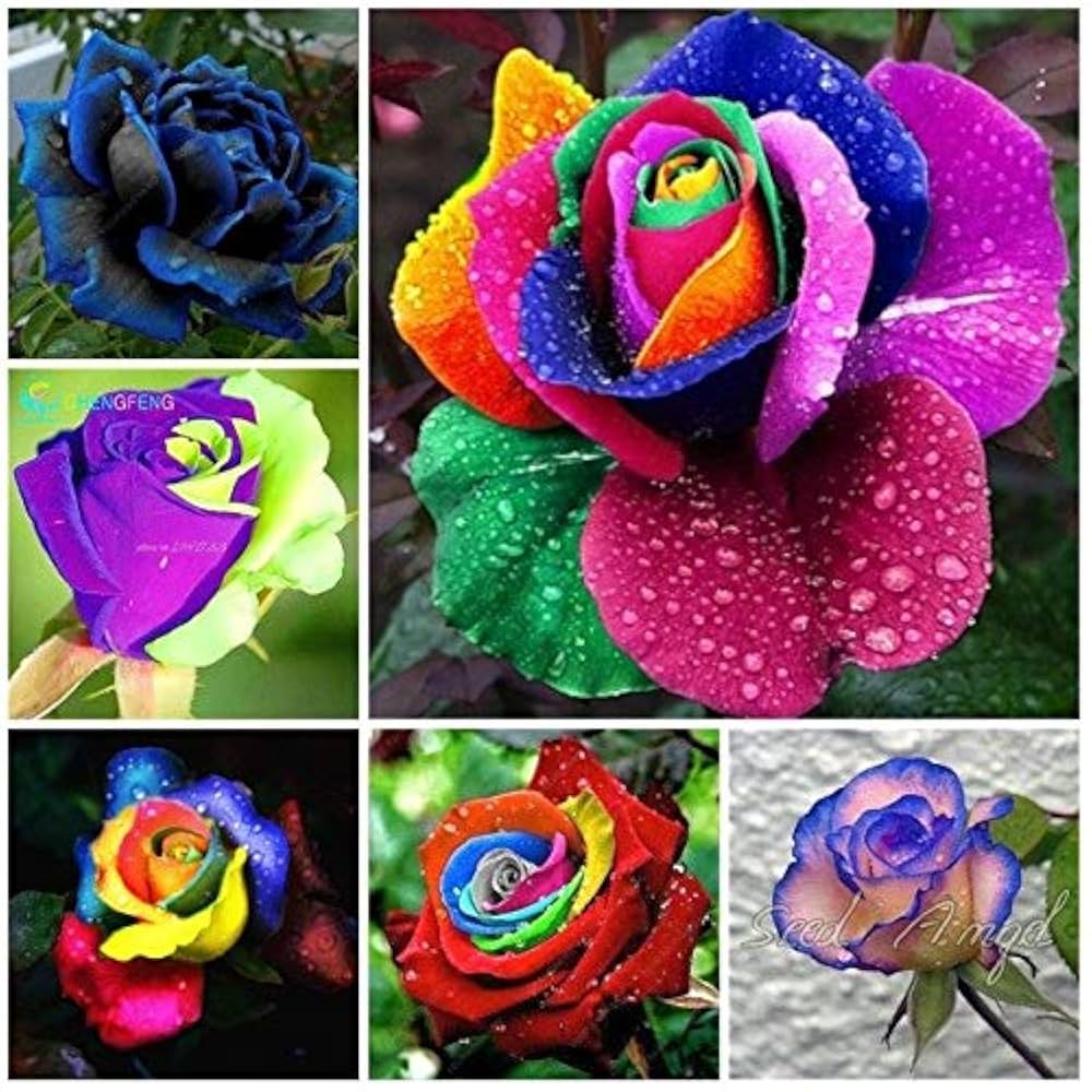 Mixed Color Rose Flower Seeds (Rosa spp.) for Ornamental Garden and Bonsai Planting