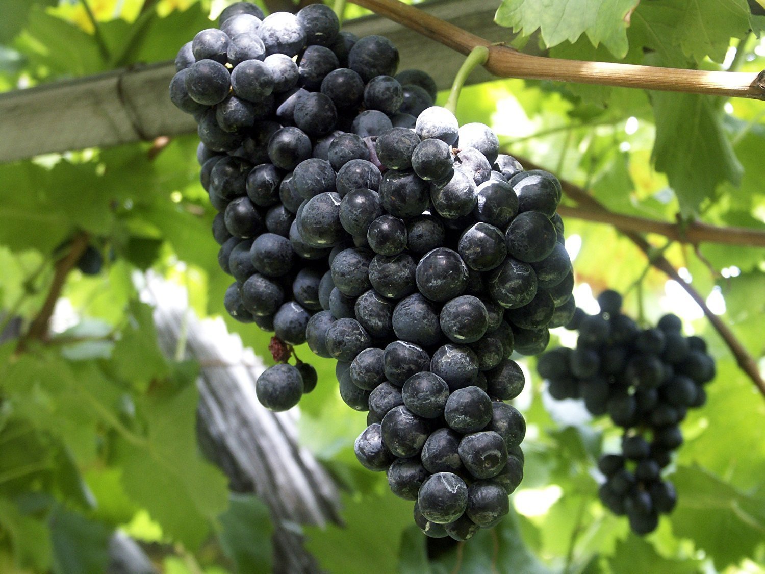 Heirloom Purple Grape Fruit Seeds - Ideal for Home Gardens and Vineyards,Ideal for Home Garden