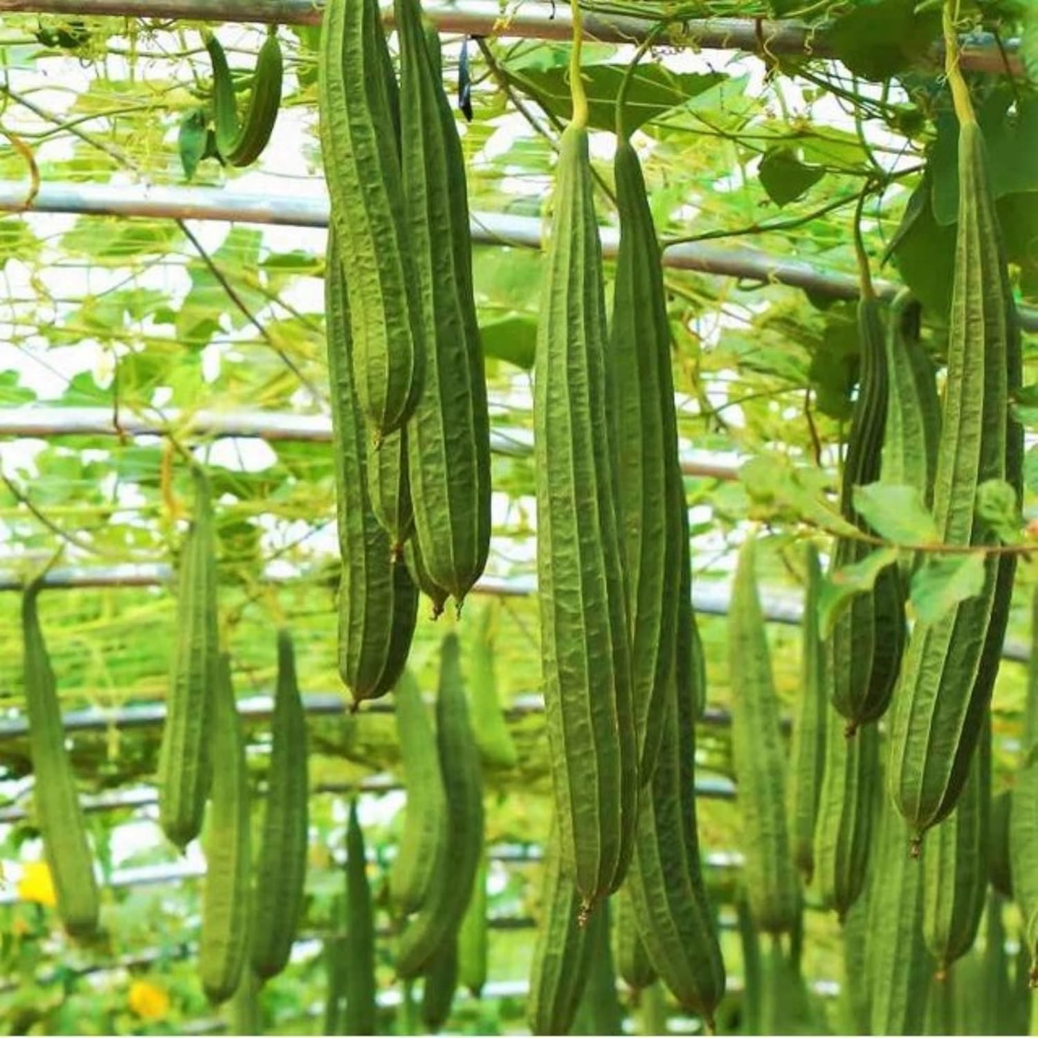 Luffa Gourd Seeds for Planting heirloom & Non-GMO Seeds