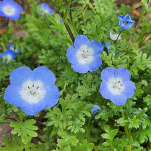 high-germination-non-gmo-baby-blue-eyes-flower-seeds

