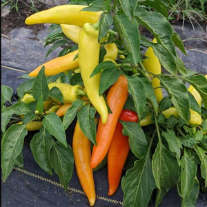 colorful cooked dishes featuring Hungarian Wax peppers

