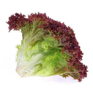 loose cluster of Lolla Rossa lettuce growing in vegetable patch

