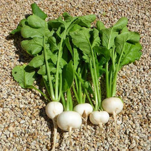 high-germination-non-gmo-fordhook-leafy-green-seeds


