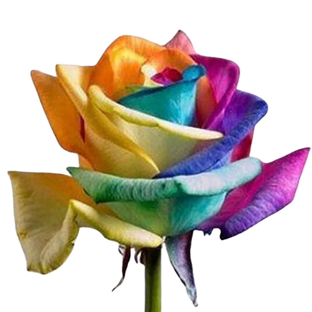 Mixed Color Rose Flower Seeds (Rosa spp.) for Ornamental Garden and Bonsai Planting