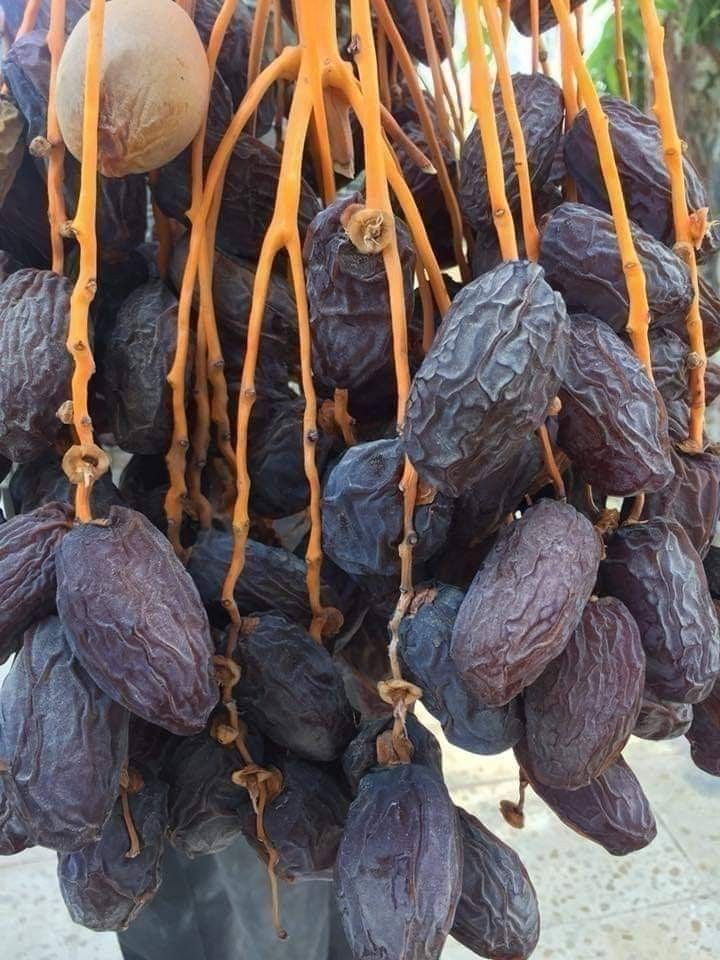 Date Palm (Phoenix dactylifera)