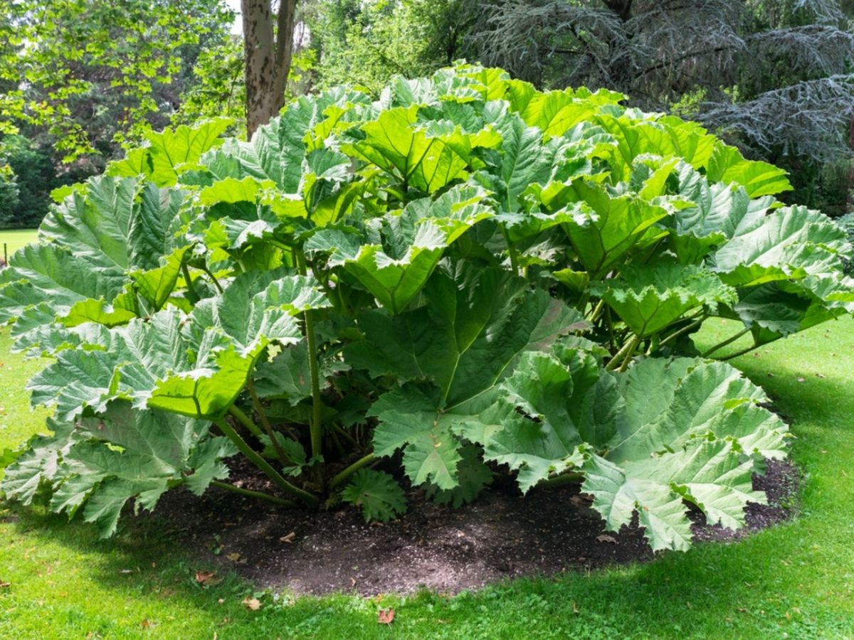 Gunnera Manicata Vegetable Seeds for Planting