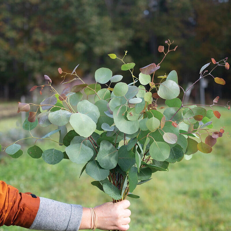 Silver Eucalyptus Plant Seeds for Decorative and Medicinal Gardens – Fresh Herb for Your Garden