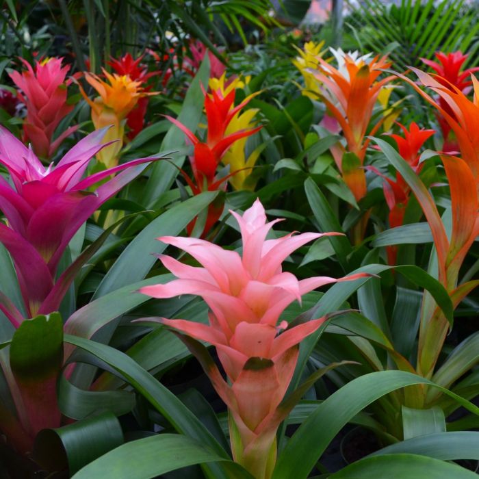 Bromeliad Bromeliaceae family tropical flower seeds for planting in indoor pots or greenhouse garden