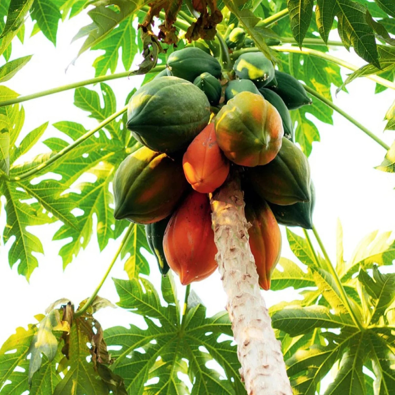 Calimosa Papaya Fruit Seeds for Planting- Tropical and Nutritious Fruit for Your Garden