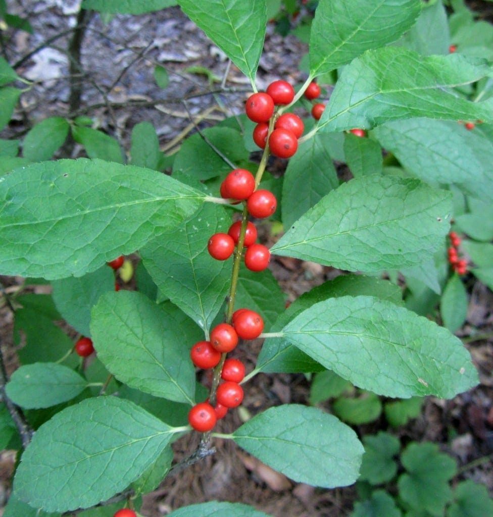 Winterberry Holly Seeds - Decorative Red Berries for Your Garden