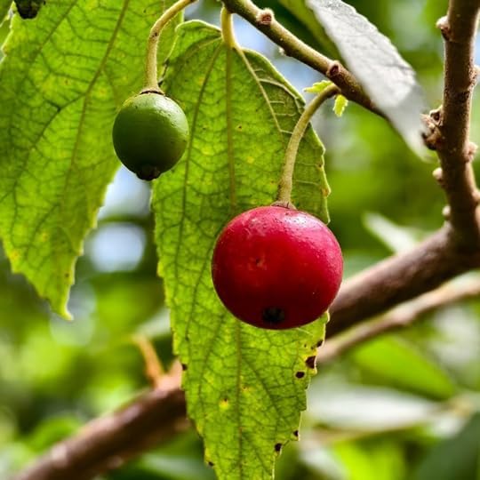 Jamaica Cherry Fruit Seeds for Planting- A Tropical Treasure for Vibrant Gardens, Heirloom Seeds