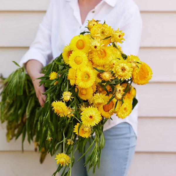 Strawflower Seeds - Golden Yellow