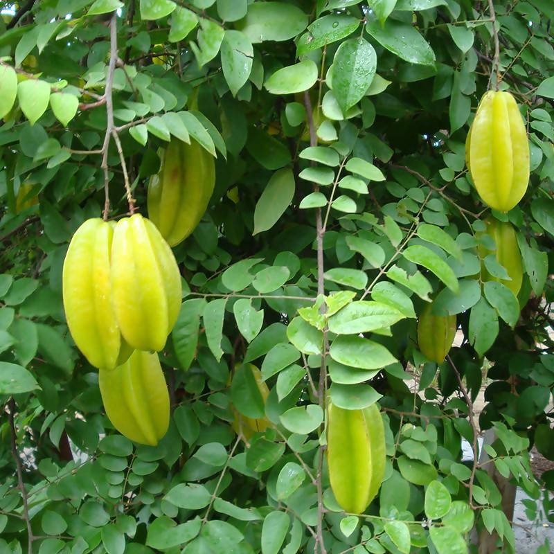 Star Fruit Seeds for Exotic and Shiny Tropical Fruits