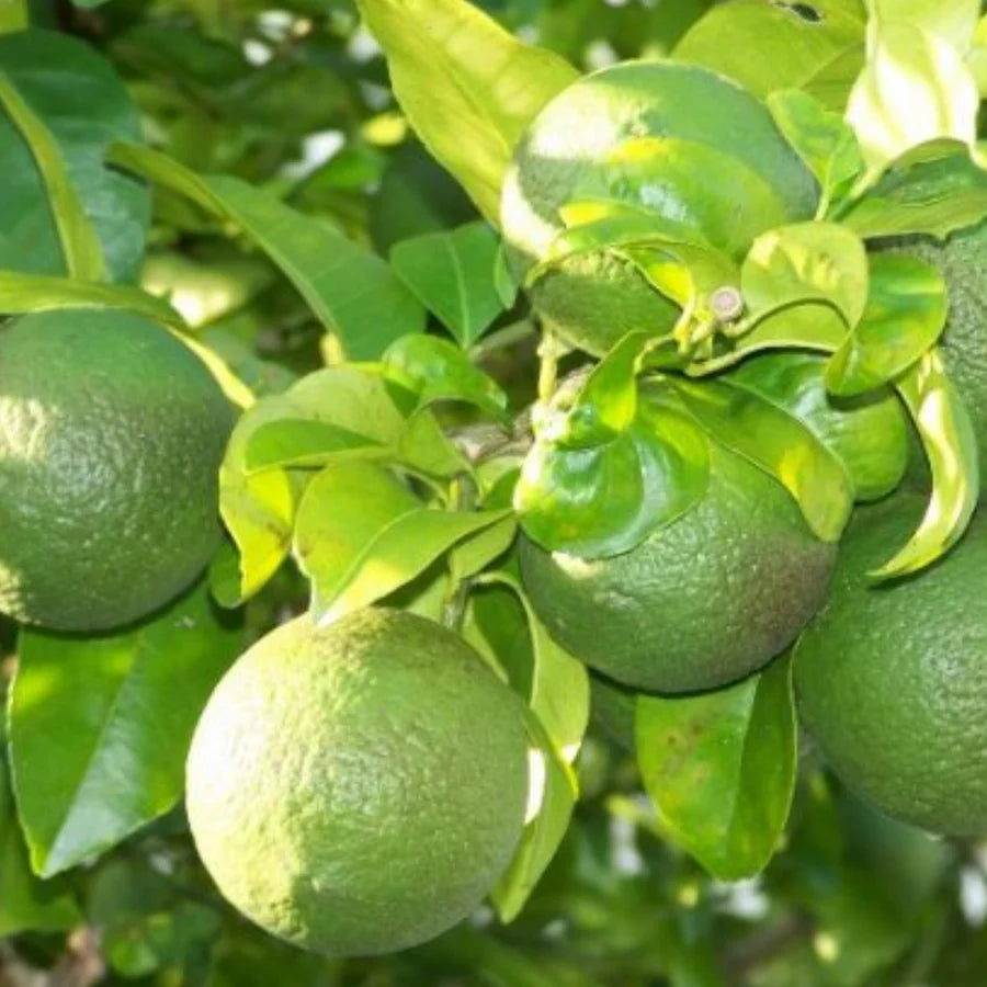 Citrus Limetta Fruit Seeds for Planting - Cultivate Refreshing and Juicy Citrus Fruits at Home,Heirloom Seeds
