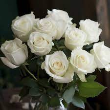 White Rose Rare Perennial Flower Seeds for Home Garden