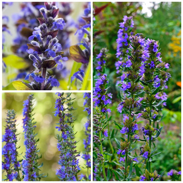 Purple Hyssopus Officinalis Plant Seeds for Medicinal and Aromatic Gardens – Fresh Herb for Your Garden