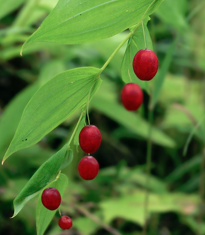 Watermelon Berry Fruit Seeds for Planting - Juicy and Sweet Homegrown Treats, Non-GMO Seeds