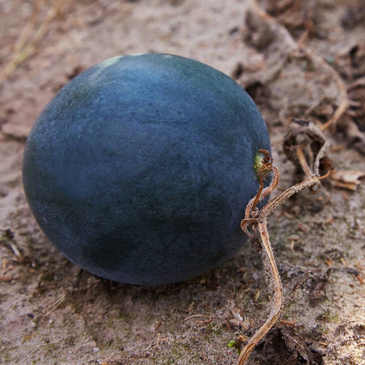 Dark Blue Watermelon Fruit Seed for Planting - Heirloom & Non-GMO Seeds for Planting