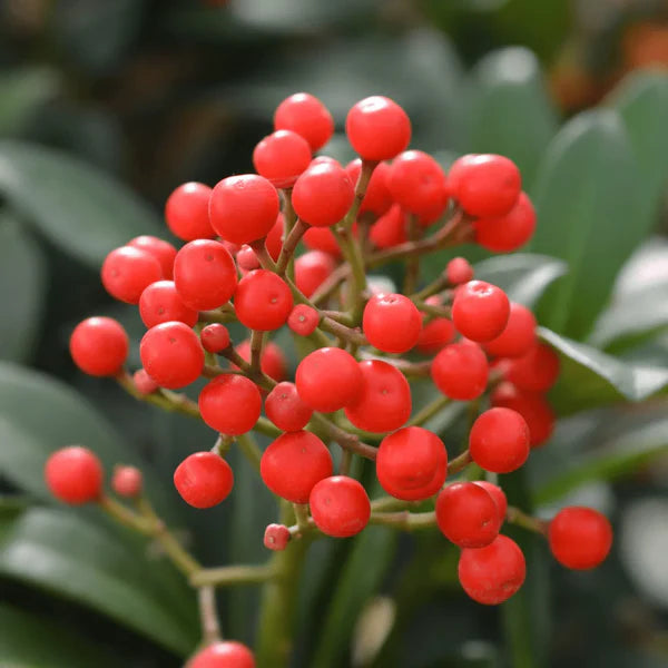 Ardisia Crenata Fruit Seeds - A Decorative Plant with Vibrant Fruits
