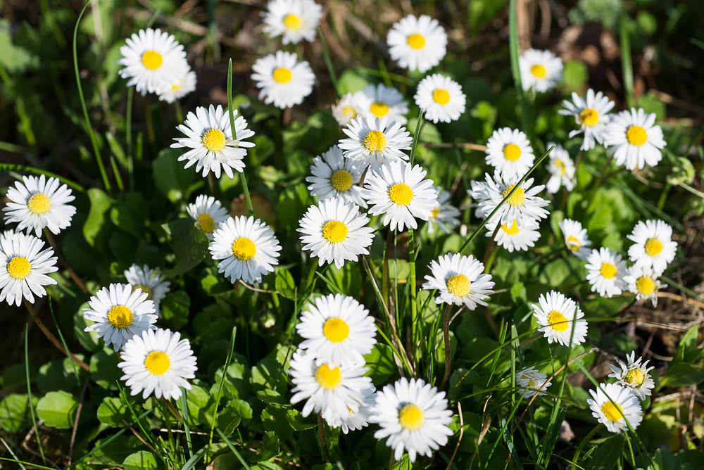 Daisy Bellis Perennis Flowering Seeds For Planting in backyard flower beds or home borders