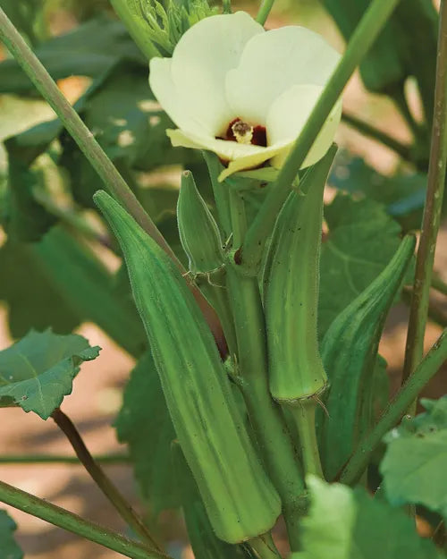 Okra Seeds - Clemson Spineless