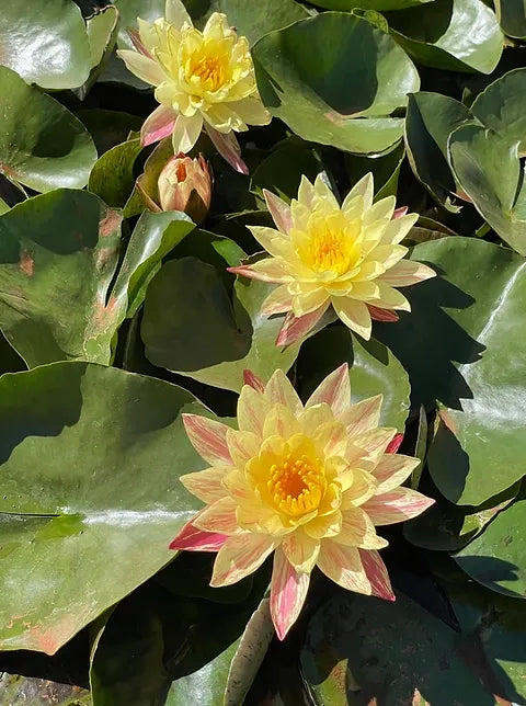 Waterlily Paranee (Hardy Waterlily)