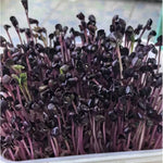 seedlings emerging uniformly in garden rows

