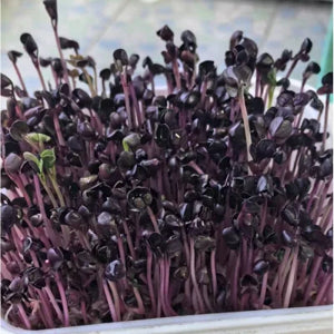 seedlings emerging uniformly in garden rows

