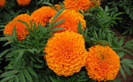 Orange Carnation Flower Seeds for Unique Garden Blooms and Easy Planting for planting in your garden.