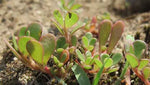 fresh green Portulak (purslane) leaves with reddish stems

