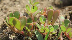 fresh green Portulak (purslane) leaves with reddish stems

