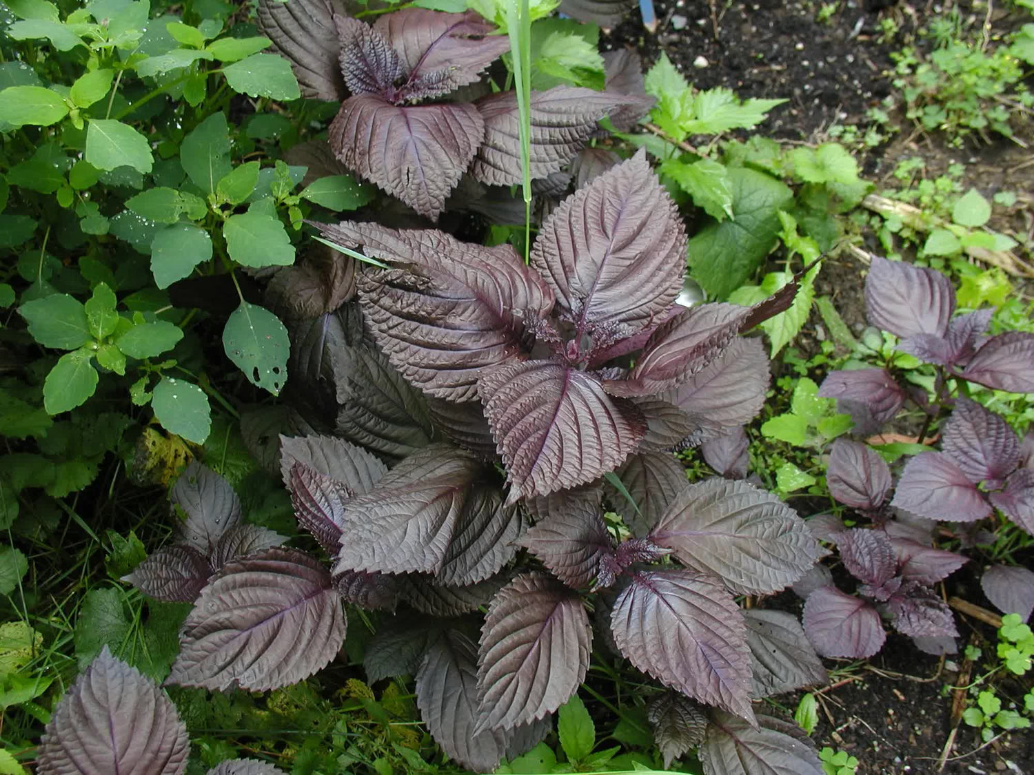 Shiso Leaf Vegetable Seeds for Planting