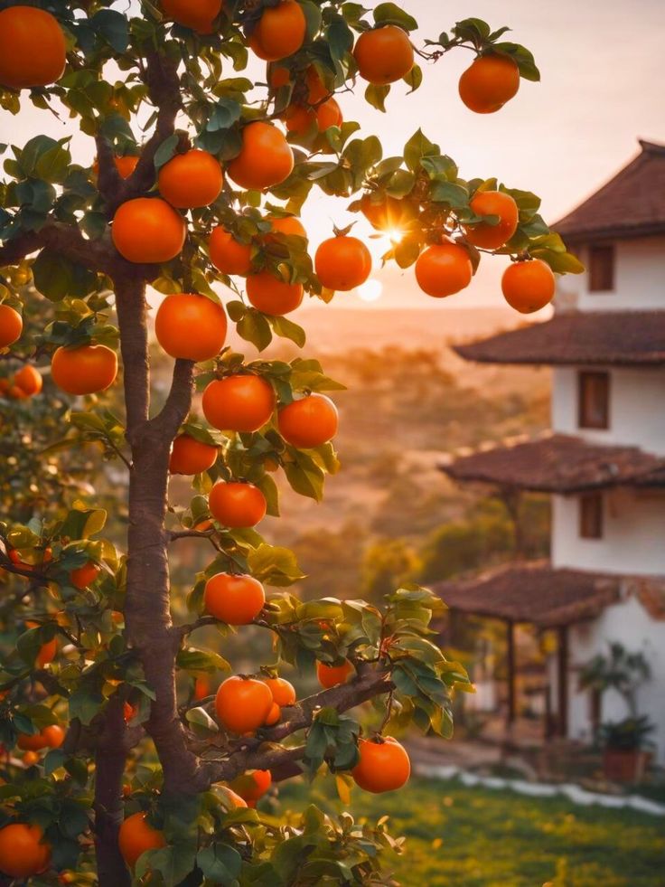 Indian Persimmon (Diospyros lotus)