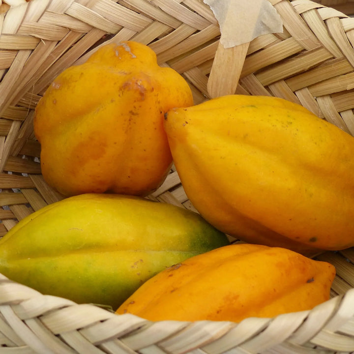 Dhara Seeds Babaco Papaya Fruit Tree Seeds