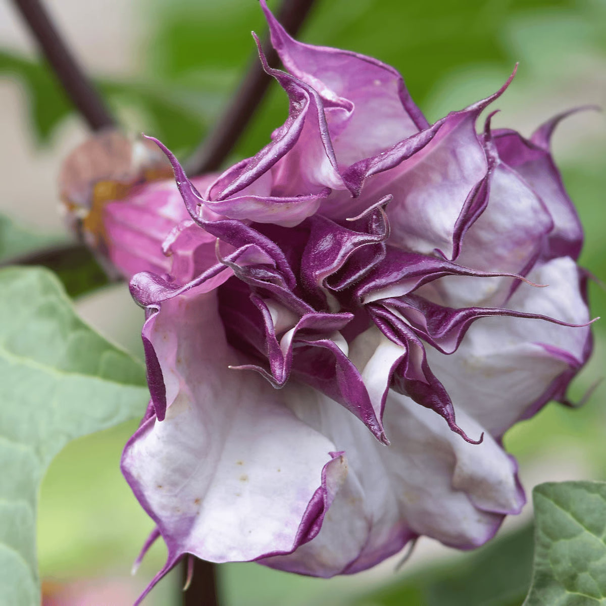 Double Metal Purple Datura Seeds Horn of Plenty SHIPPING – Heirloom, Non-GMO, High Germination Organic Garden Seeds