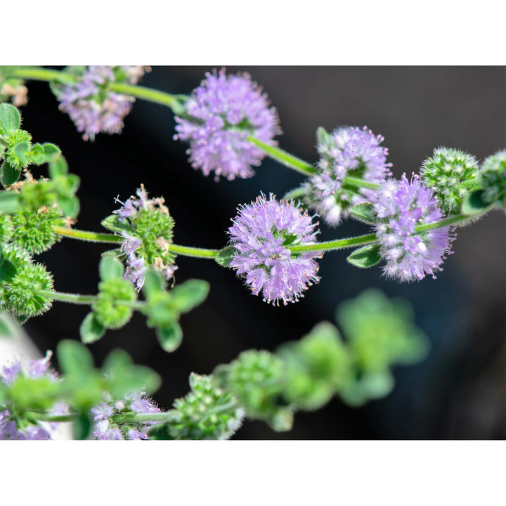Violet Hedeoma pulegioides Flower Seeds for Planting - Heirloom & Non-GMO Seeds
