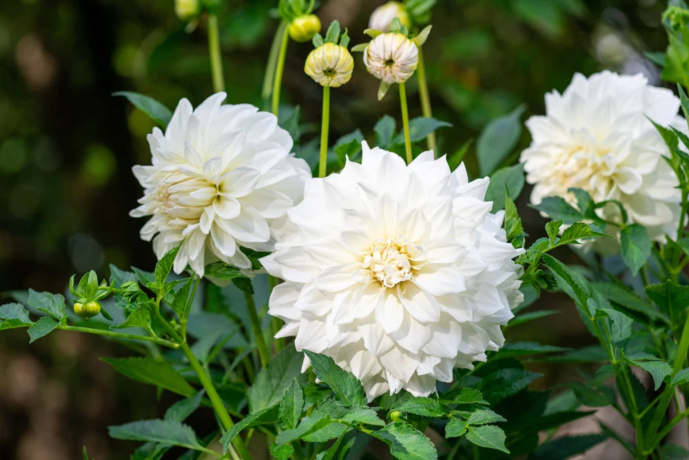 Dahlia Seeds for Garden and Home Decoration Planting