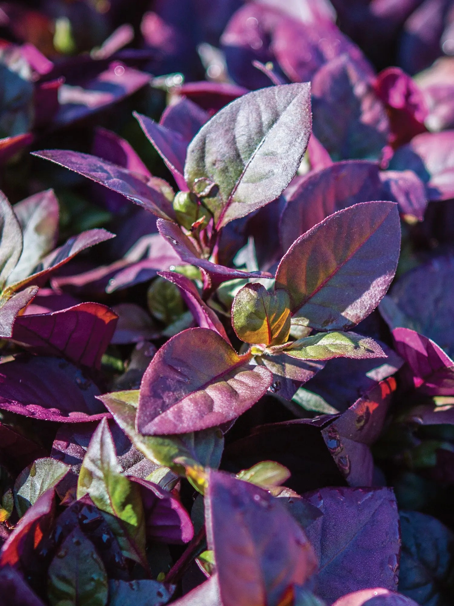 Alternanthera Purple Prince Seed