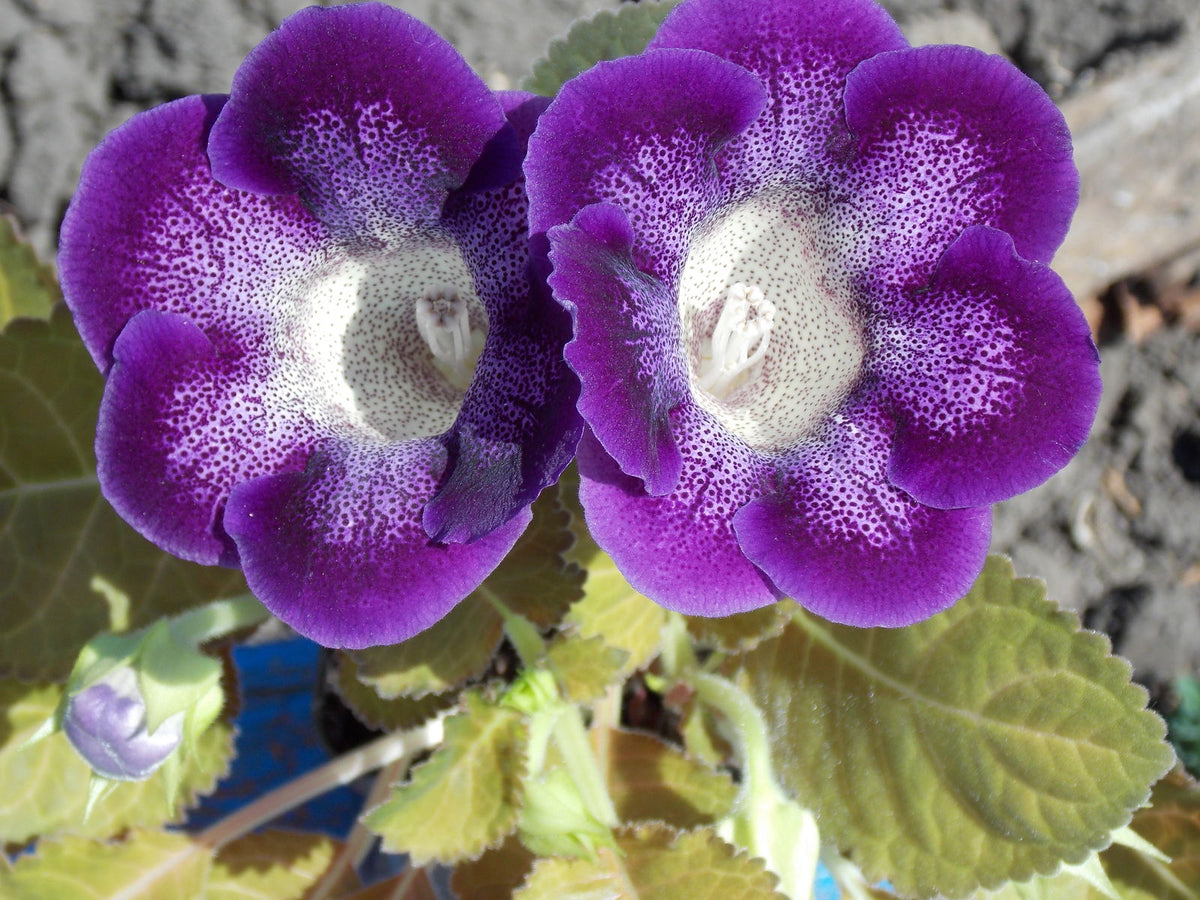 Gloxinia Giant Hybrid (Sinningia) flower seeds – velvety annual blooms