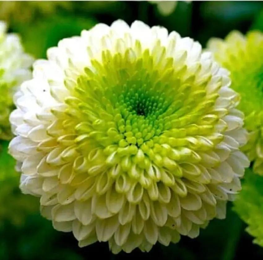 Green White Chrysanthemum Flower Seeds for Planting – NON GMO Seeds for planting in home garden