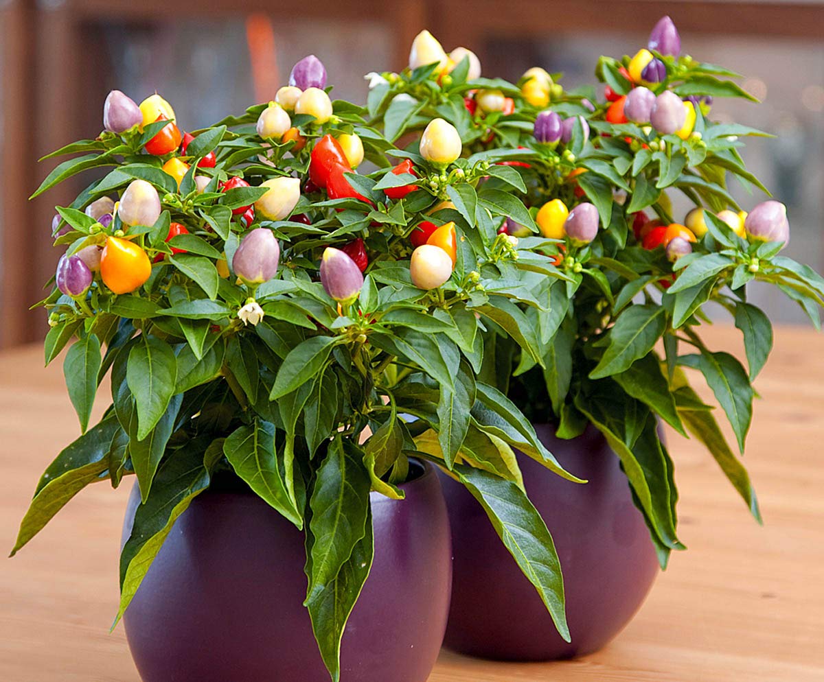 Capsicum chinense 7 Pot Jonas pepper seeds for outdoor garden planting