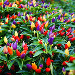 7 Pot Jonas pepper seeds organic Capsicum chinense hot pepper seeds for planting