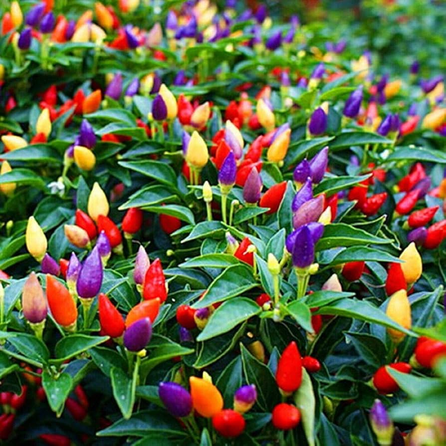 7 Pot Jonas pepper seeds organic Capsicum chinense hot pepper seeds for planting