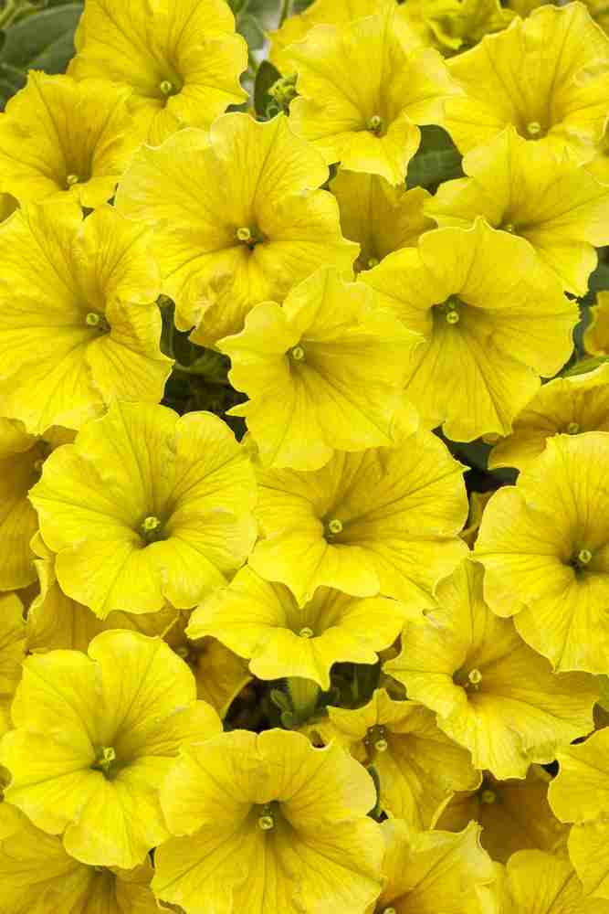 Calibrachoa Calibrachoa Hybrida Yellow Petunia Flower Seeds for Planting