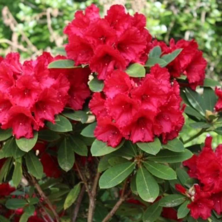 Rododendro Red Rhododendron Flower Seeds